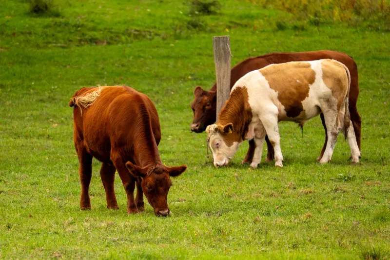 Claves para una ganadería más sostenible en el entorno rural