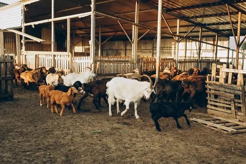 Bienestar animal: una prioridad en cada etapa del manejo