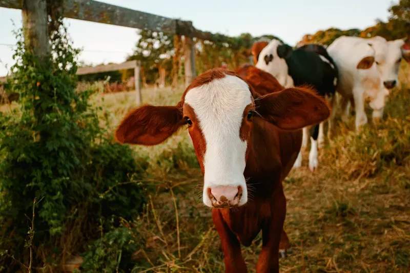Flujo de trabajo de coordinación de rotación de pasturas