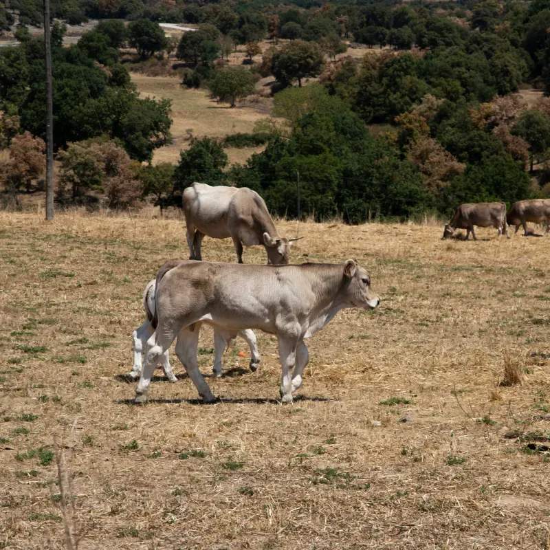 Ganadería Sierra y Campo S.L. 1