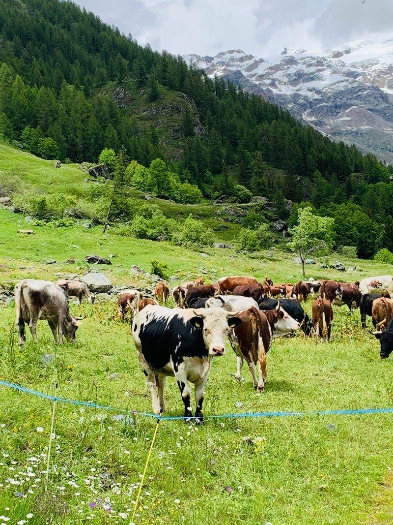 Ganadería Sierra y Campo S.L. 4