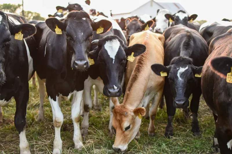 Venta de animales para reproducción y cebo