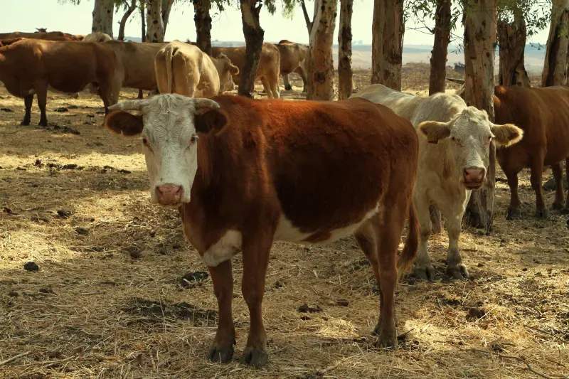 Asesoramiento en manejo ganadero