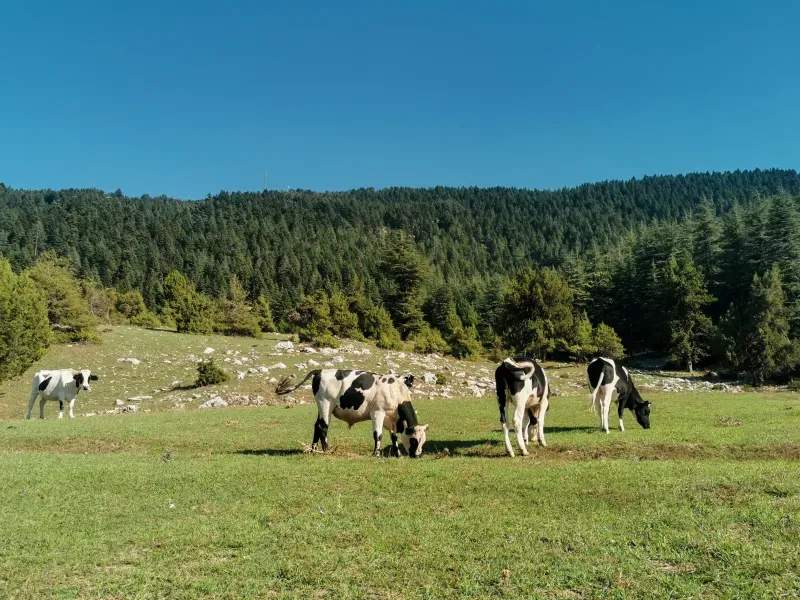 Control sanitario y seguimiento veterinario